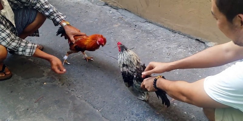 Đá Gà Tre Miền Tây - Đặc Điểm Nhận Biết Chiến Kê Nhỏ Có Võ 4 Đá Gà Tre Miền Tây