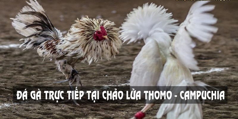 Xem Đá Gà Trực Tiếp Bên Campuchia Bằng Cách Nào? 6 xem đá gà trực tiếp bên campuchia
